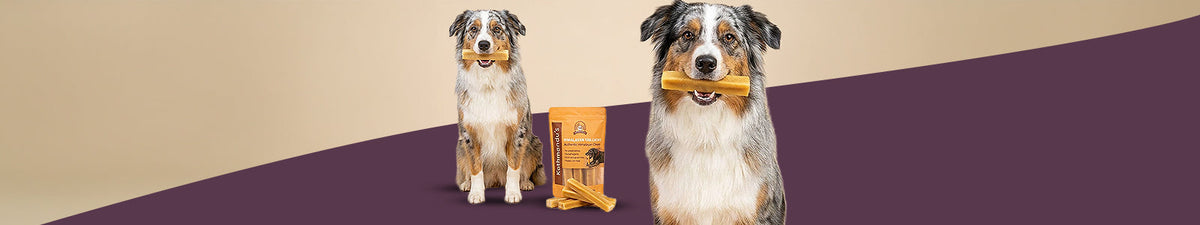 Medium Dogs