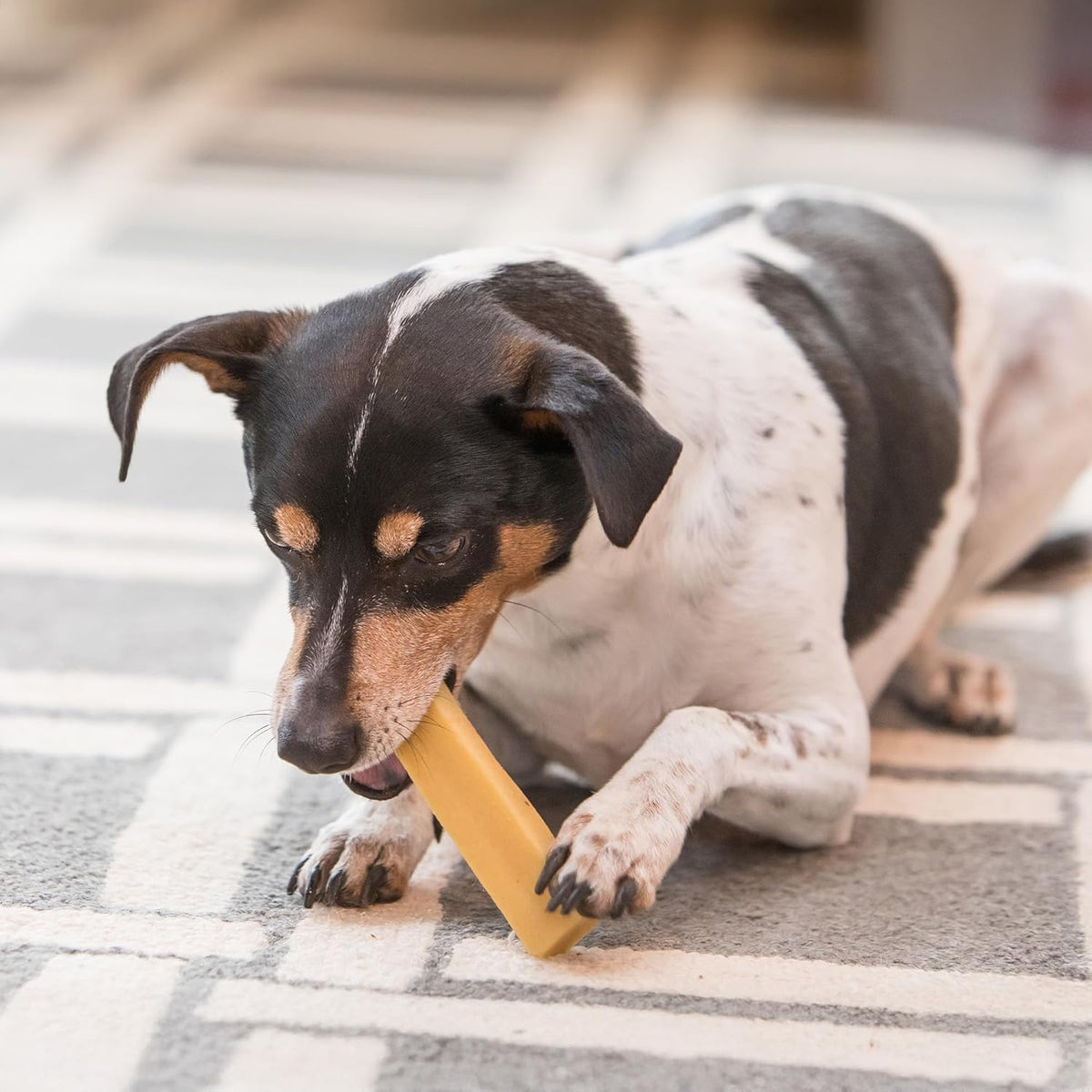BULK - REGULAR Himalayan Yak Chews (SMALL & LARGE) - Natural Dog Chew by Kathmandus