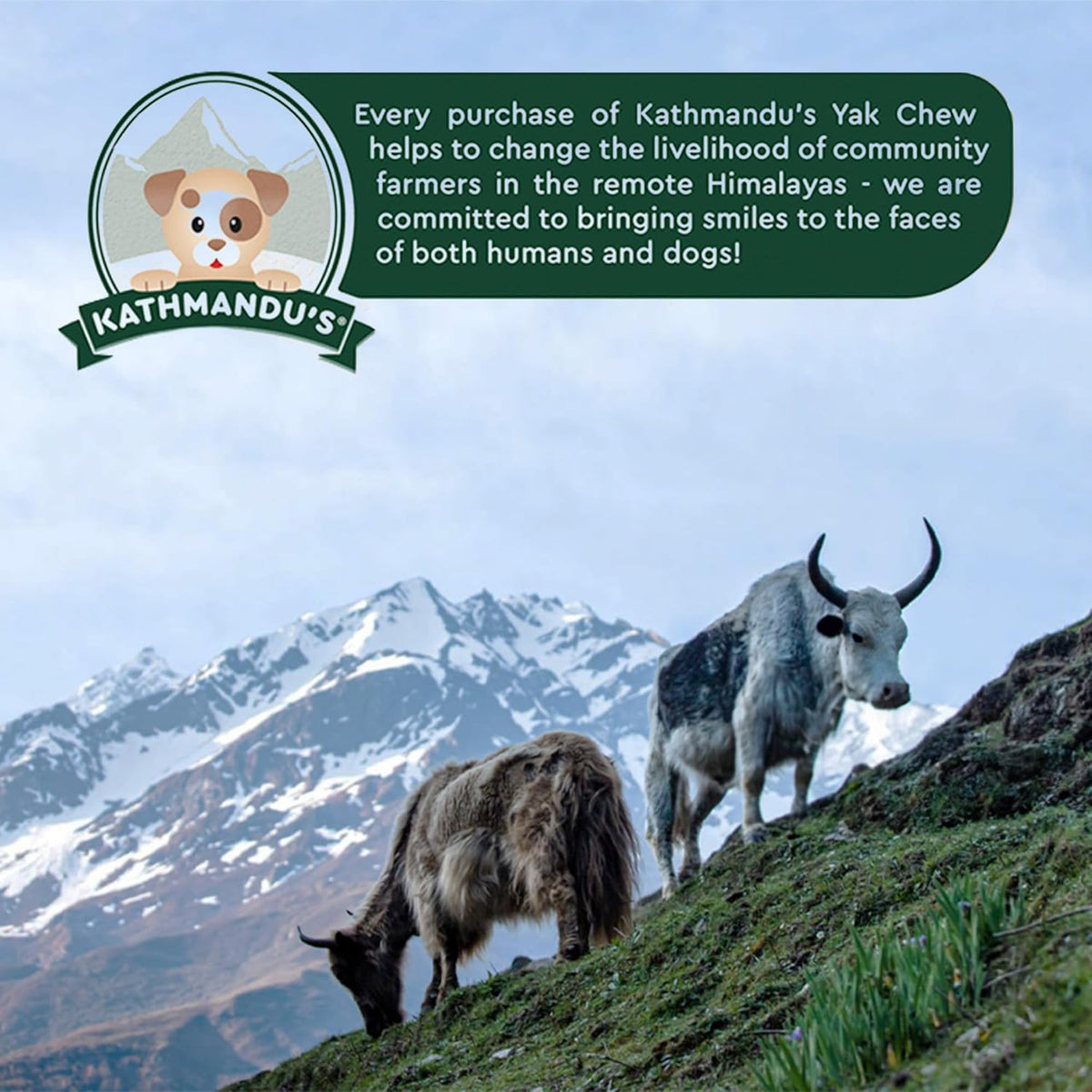 BULK - REGULAR Himalayan Yak Chews (SMALL & LARGE) - Natural Dog Chew by Kathmandus
