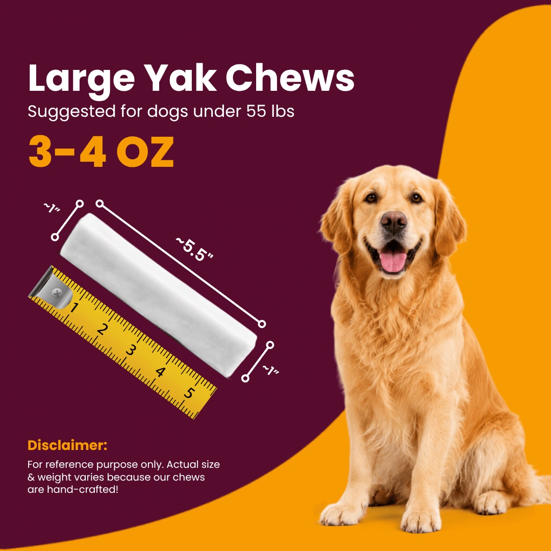 Large 3-4 oz coconut Himalayan yak chew measuring 5.5 inches with a ruler next to a Golden Retriever for dogs under 55lbs - Natural Dog Chew by Kathmandus