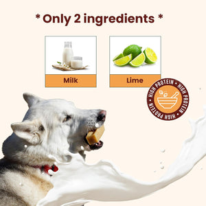 White dog enjoying a natural yak chew with graphic showing only 2 ingredients milk and lime juice for high protein dog treats - Natural Dog Chew by Kathmandus