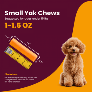 Small 1-1.5 oz pumpkin Himalayan yak chew measuring 4 inches with a ruler next to a small poodle puppy for dogs under 15lbs - Natural Dog Chew by Kathmandus