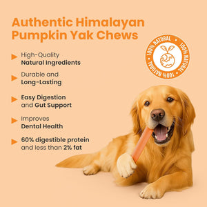 Golden Retriever holding a pumpkin Himalayan yak cheese chew with list of dental and health benefits - Natural Dog Chew by Kathmandus