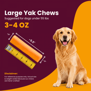 Large 3-4 oz pumpkin Himalayan yak chew measuring 5.5 inches with a ruler next to a Golden Retriever for dogs under 55lbs - Natural Dog Chew by Kathmandus