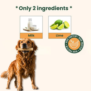 Golden retriever holding a natural yak chew with graphic showing only 2 ingredients milk and lime for high protein dog treats - Natural Dog Chew by Kathmandus