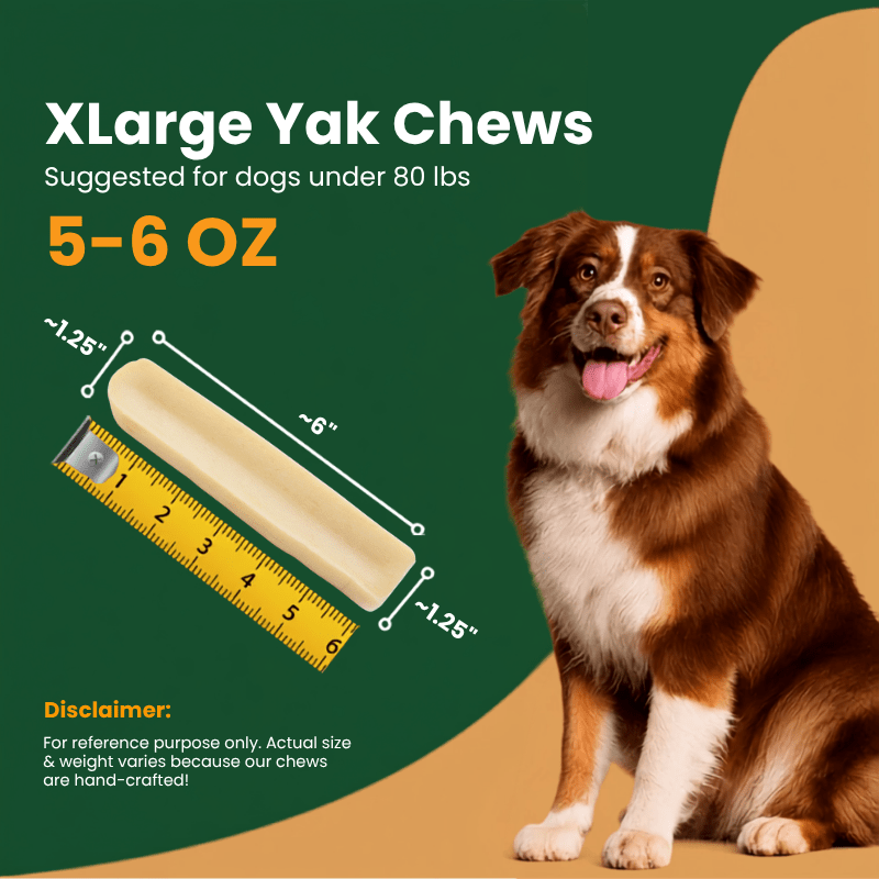 X-Large 5-6 oz Himalayan yak chew measuring 6 inches with a ruler next to a Australian Shepherd for dogs under 80lbs - Natural Dog Chew by Kathmandus