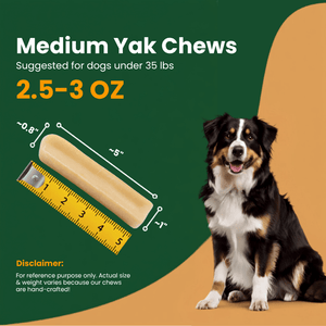 Medium 2.5-3 oz Himalayan yak chew measuring 5 inches with a ruler next to a Australian Shepherd for dogs under 35lbs - Natural Dog Chew by Kathmandus