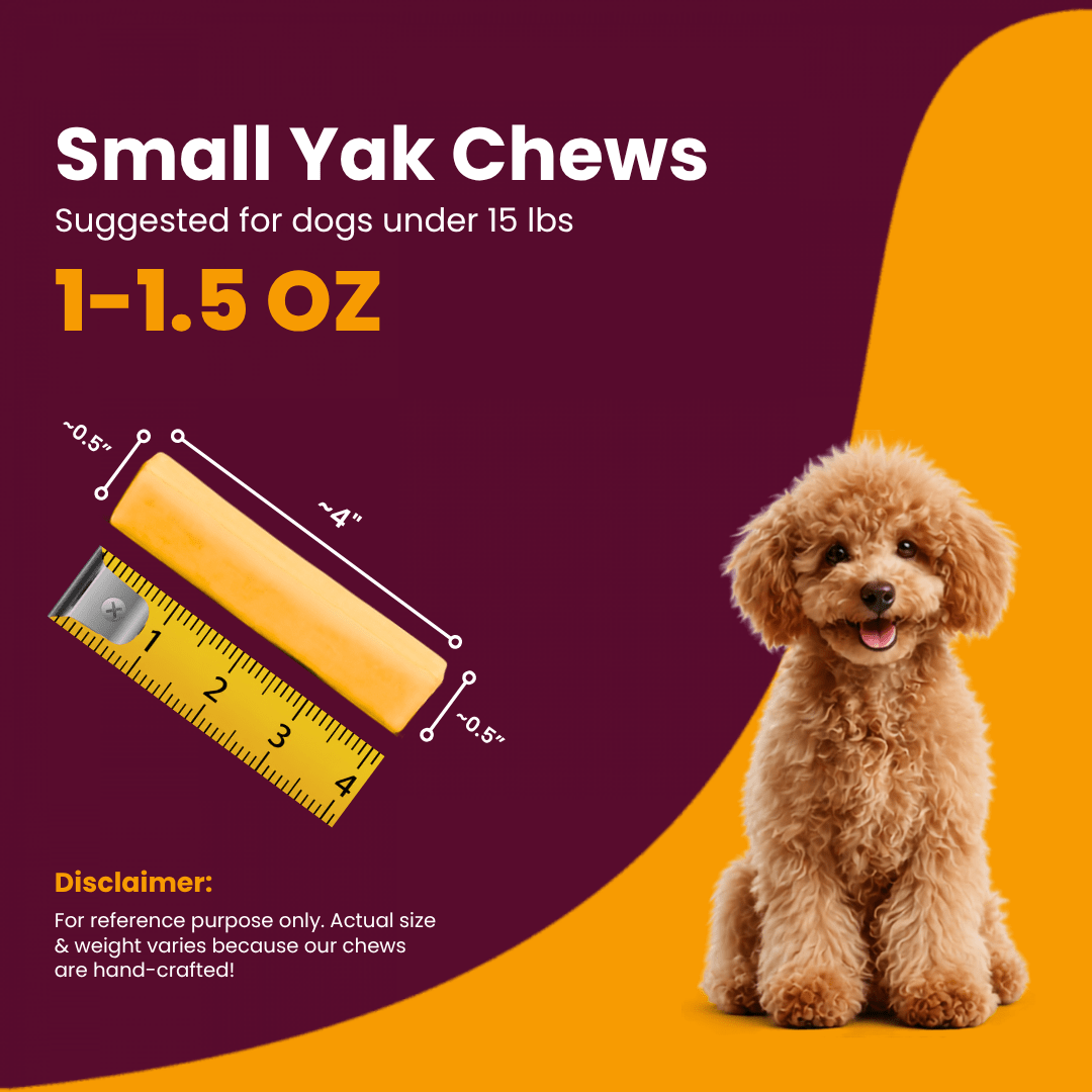 Small 1-1.5 oz turmeric Himalayan yak chew measuring 4 inches with a ruler next to a small poodle puppy for dogs under 15lbs - Natural Dog Chew by Kathmandus