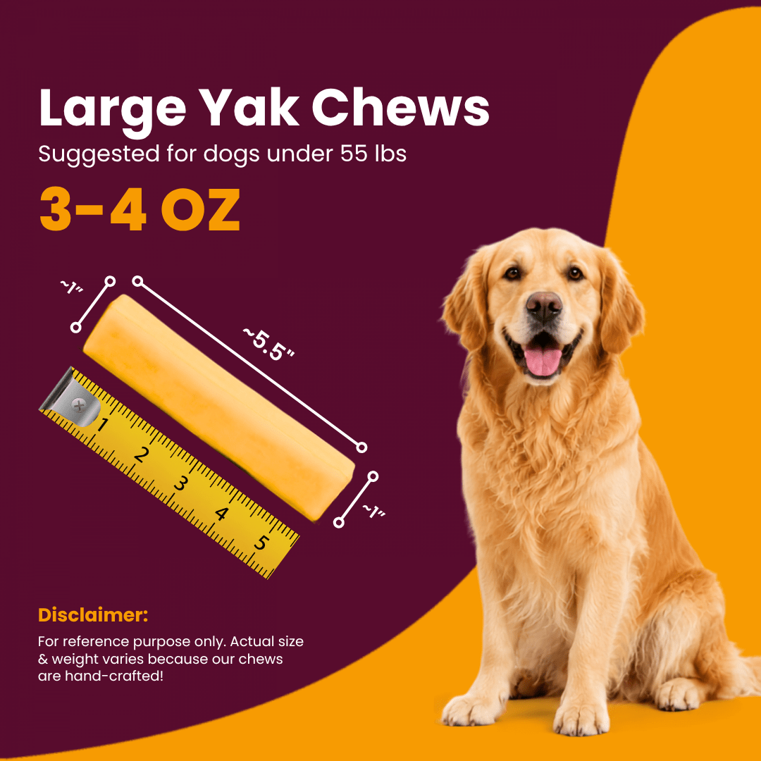 Large 3-4 oz turmeric Himalayan yak chew measuring 5.5 inches with a ruler next to a Golden Retriever for dogs under 55lbs - Natural Dog Chew by Kathmandus