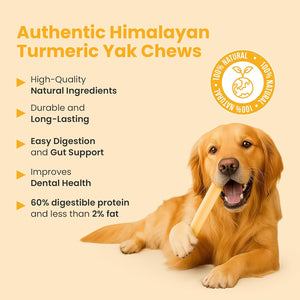 Golden Retriever holding a turmeric Himalayan yak cheese chew with list of dental and health benefits - Natural Dog Chew by Kathmandus